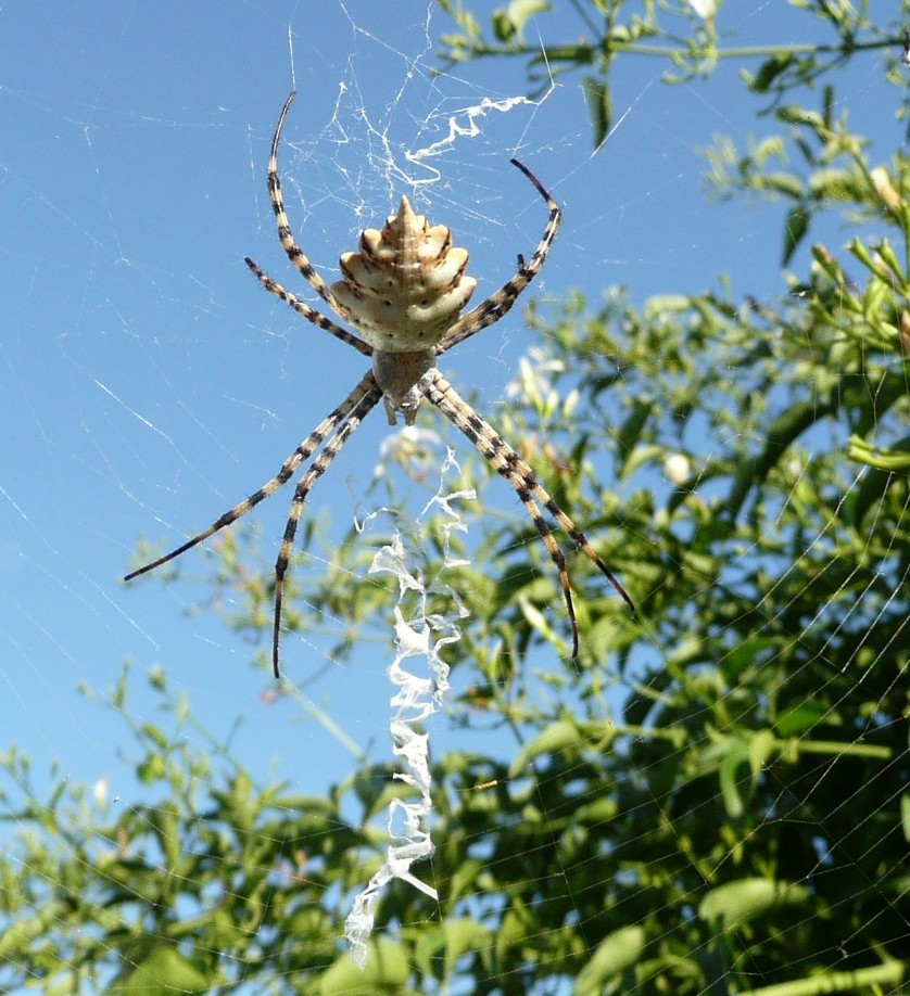 Argiope bruennichi